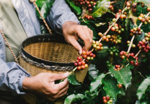 Vietnam Highlands Arabica Coffee