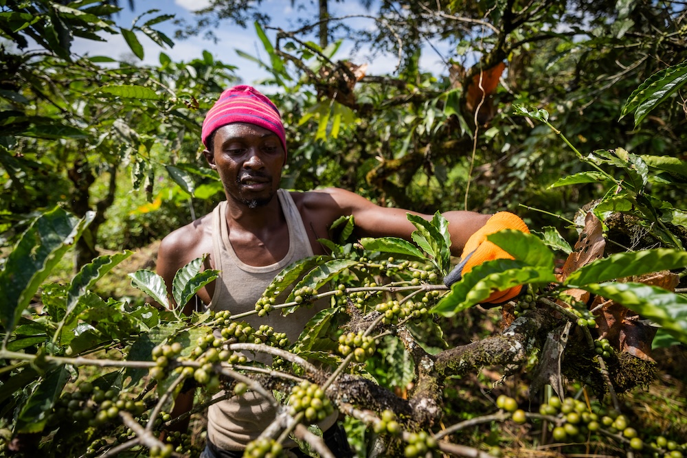 Tanzania Coffee Beans