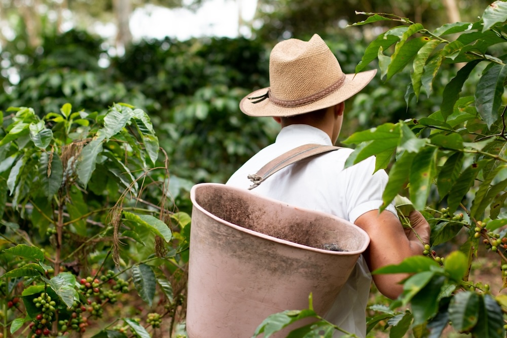 Exploring the Flavors of Honduras Coffee - Daily Grind Coffee